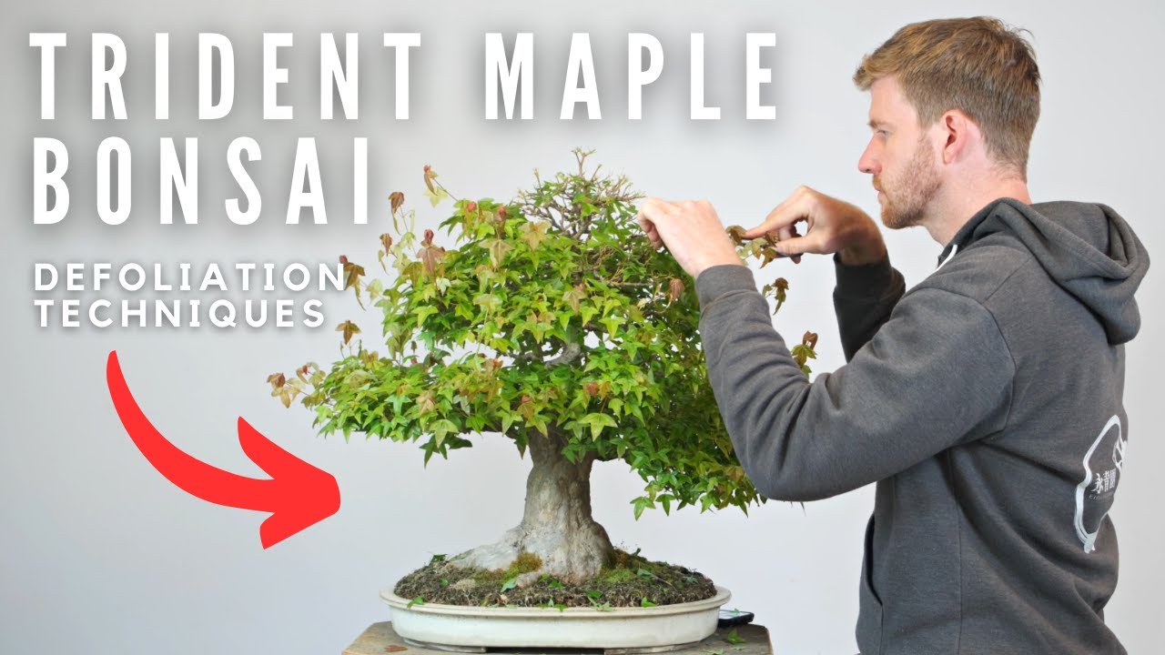 Методы дефолиации бонсай | Bonsai-U