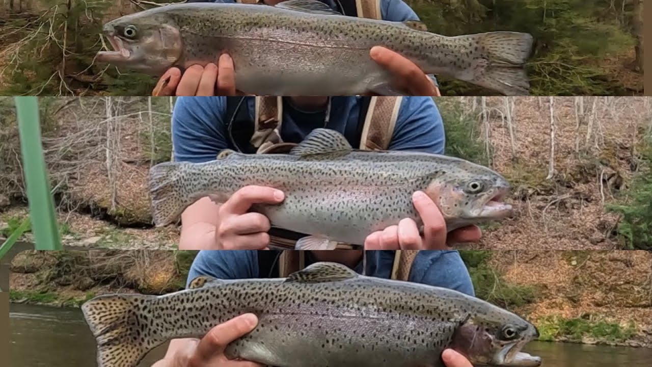 Pennsylvania Keystone Select Trophy Trout Fly Fishing!