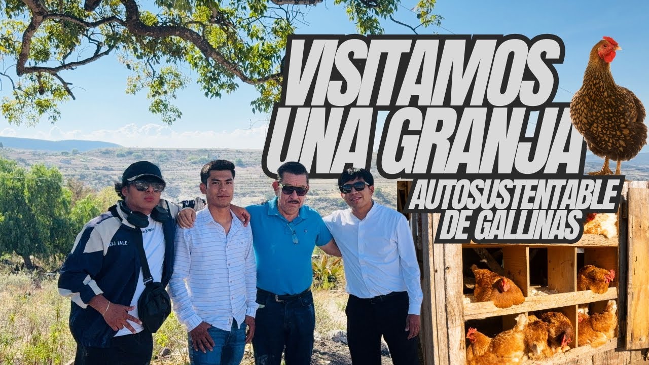 ¡ASÍ SE VE UNA VERDADERA GRANJA DE GALLINAS DE POSTURA!