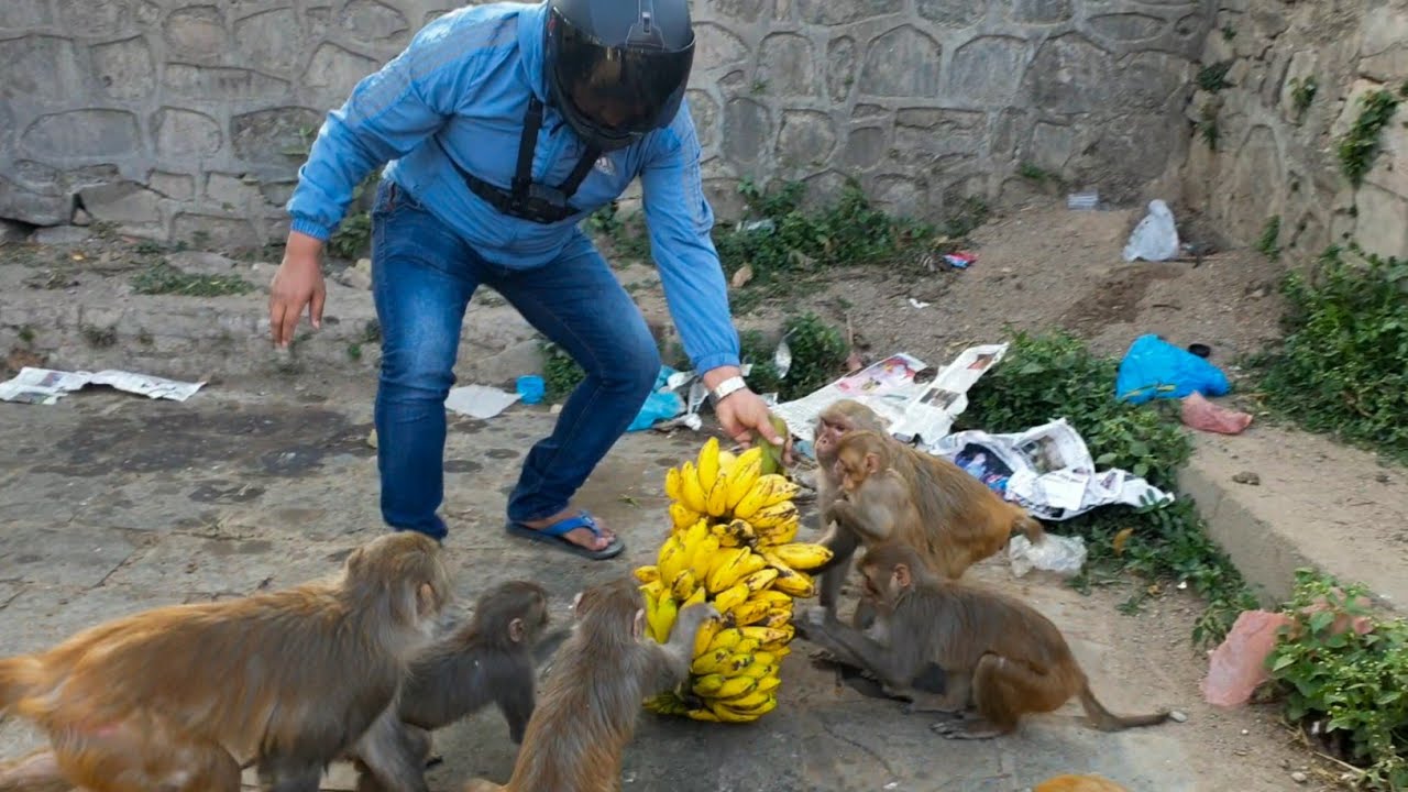 caring monkey