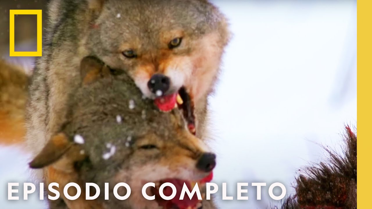 Batalla de los Animales M&aacute;s Fuertes | Noche De Pelea Animal | Nat Geo en Espa&ntilde;ol