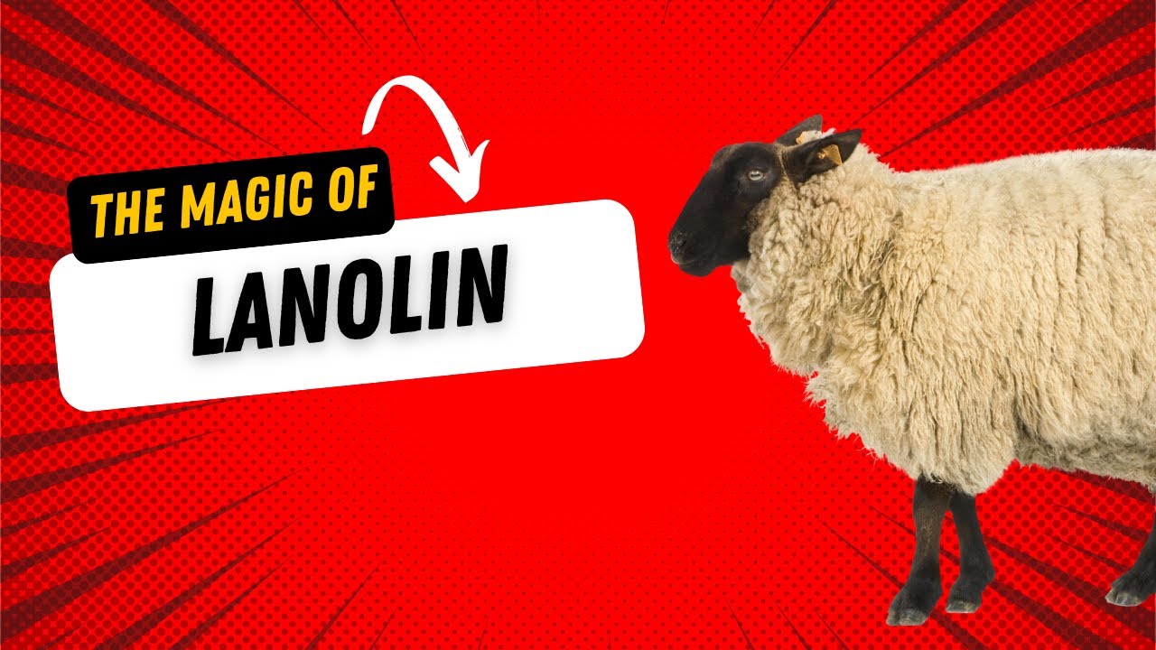 Lanolin Explained: Skincare&rsquo;s Natural Miracle