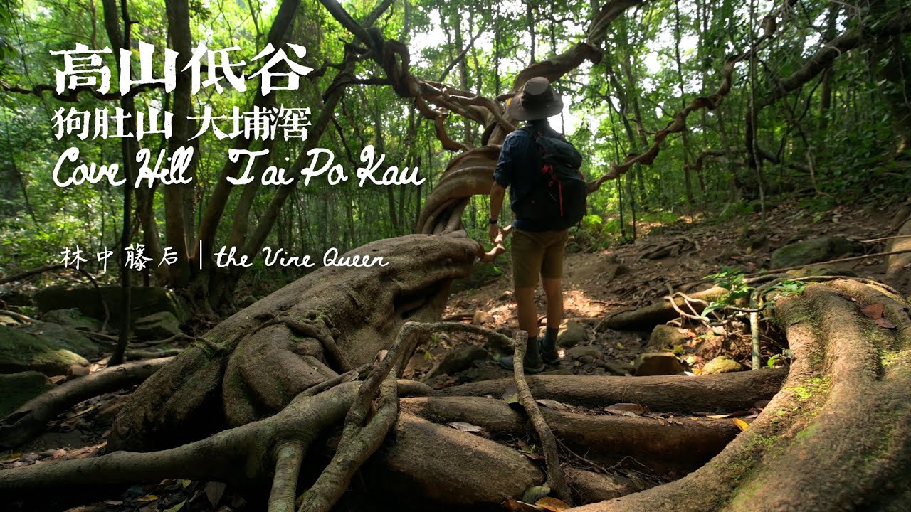 高山低谷 - 狗肚山 大埔滘 | Up the Hill and Down the Valley - Cove Hill to Tai Po Kau | Spring 2021 | 尋找藤后
