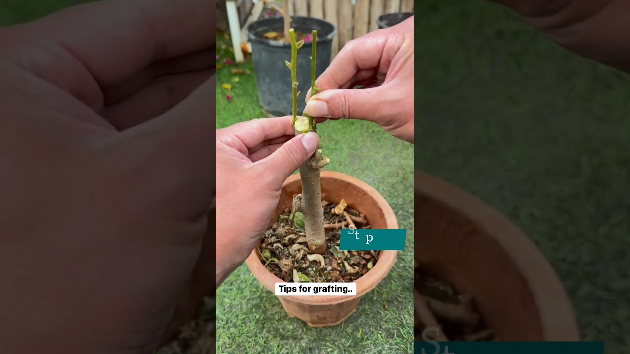 4 Steps - Easy Bougainvillea Grafting Tutorial. #bougainvillea #grafting