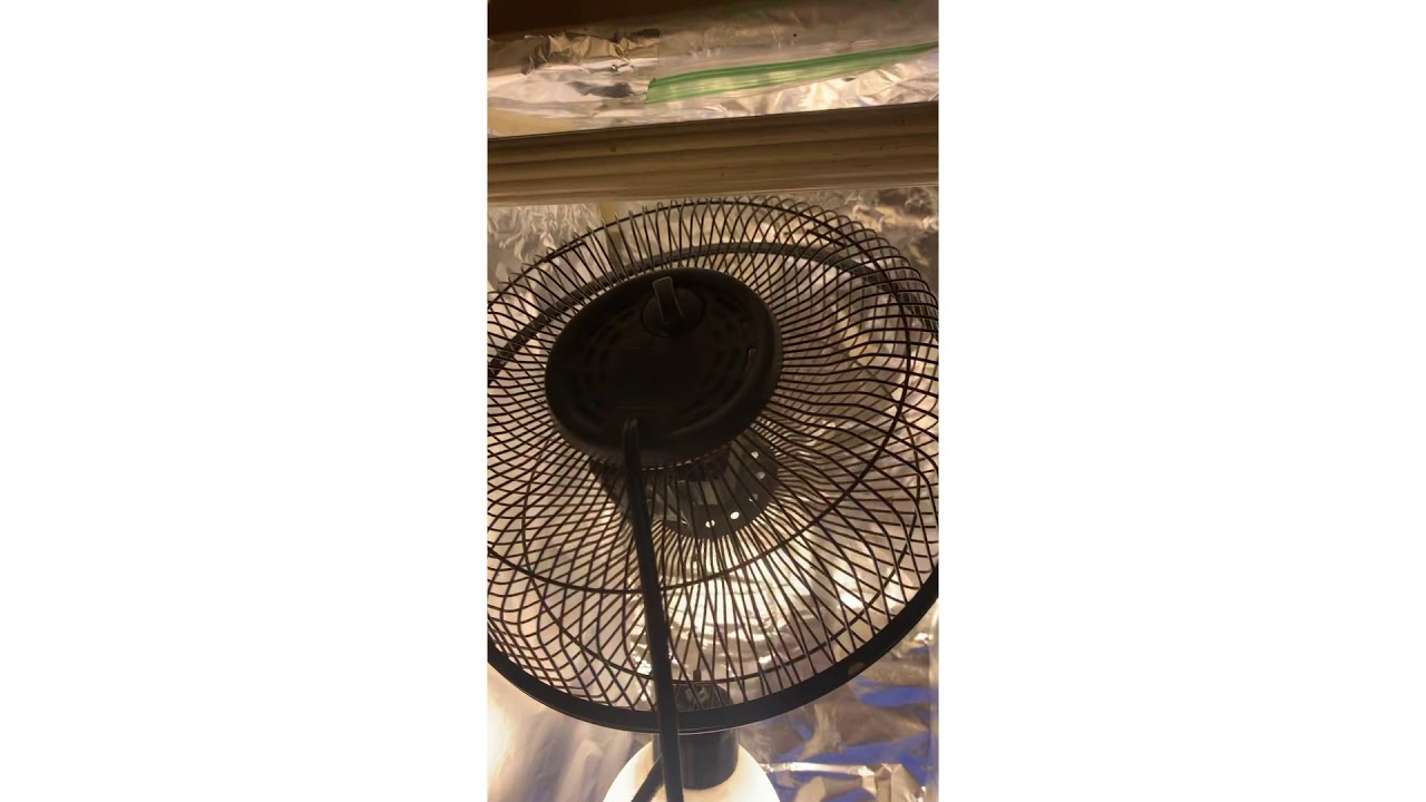 First time grower