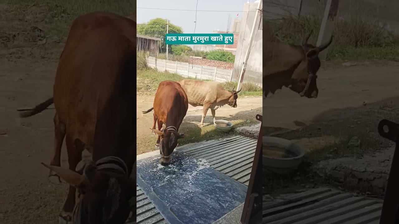#gaumata #jaigaumata #gauprem #gaubhakti