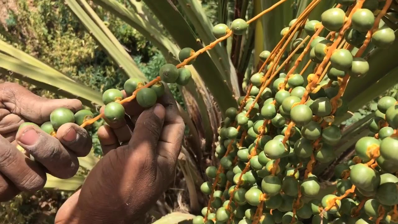خدمة السربنه(التخفيف .التفريط)لتحسين جودة الثمار للنخيلDates Palm Fruits Thinning-www.ajwafarmsa.com