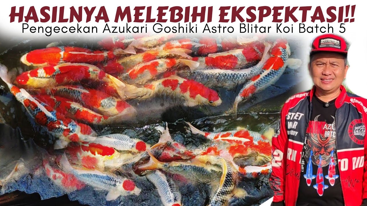 Pertumbuhan Maksimal❗Azukari Goshiki Astro Blitar Koi Batch 5