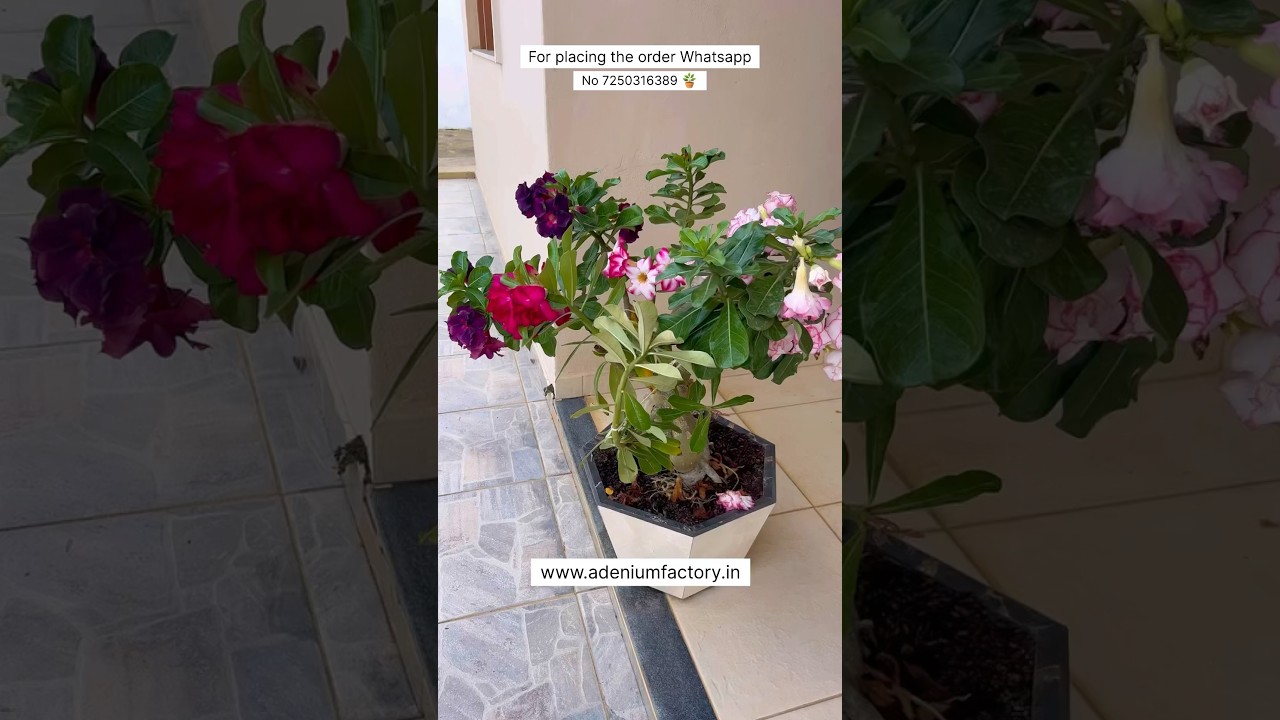 Imported Multi Grafted Big Adenium Plant Online Shopping 🪴 #adenium #plants #flowers #gardening