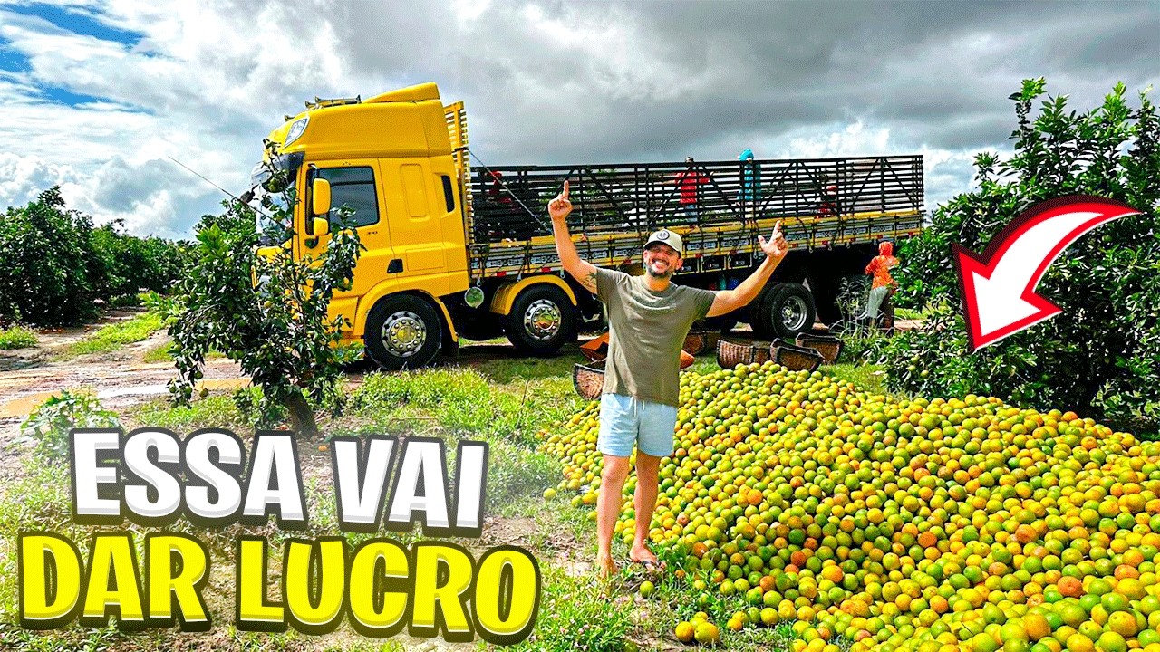 O FRETE &Eacute; BOM OU ILUS&Atilde;O ?