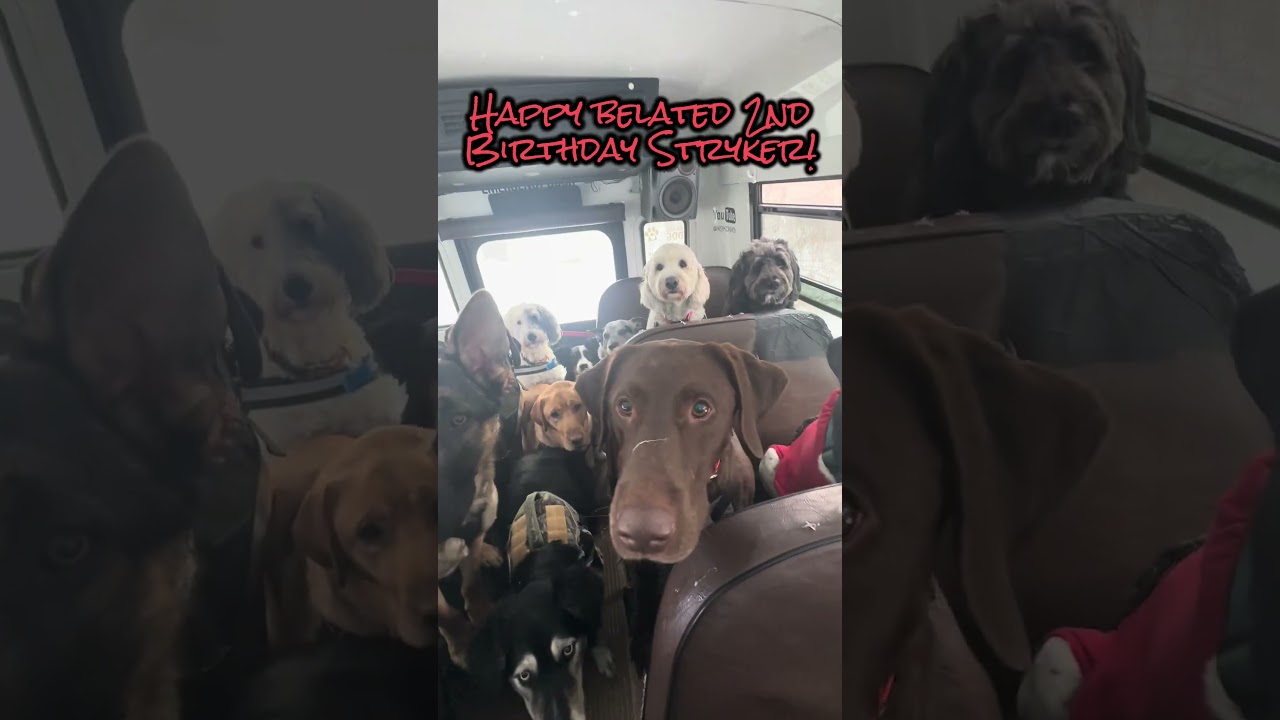 Happy belated 2nd Birthday Stryker! 🦴🐾 #dogbirthday #dogbus
