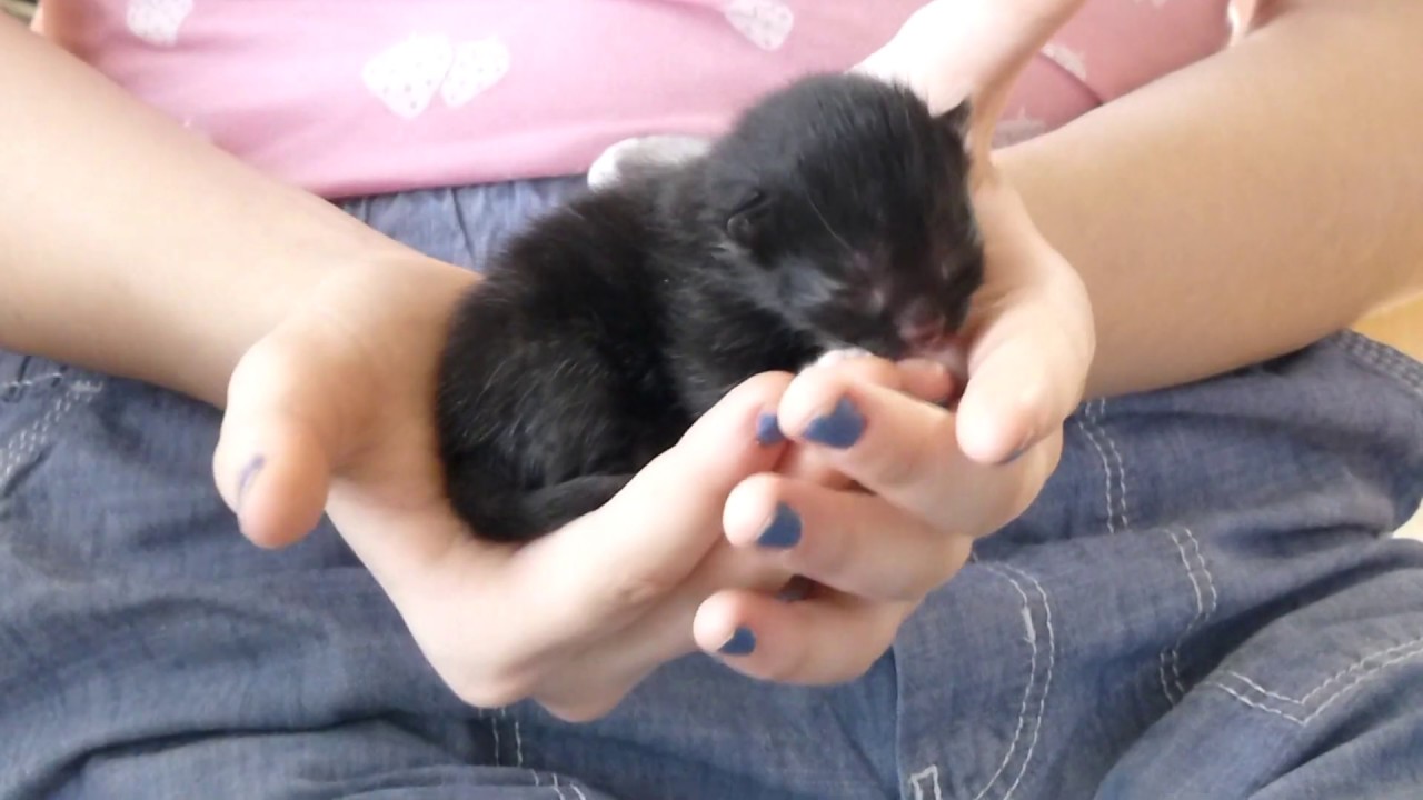 Małe kotki i ich mama Cute Newborn Kittens and Mother Cat, Baby Kitten