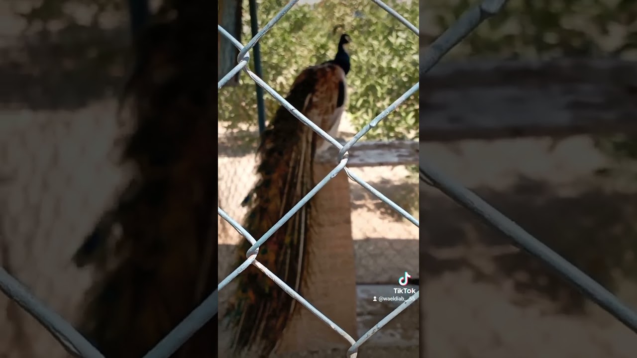 النعامة الصغيرة ترقص