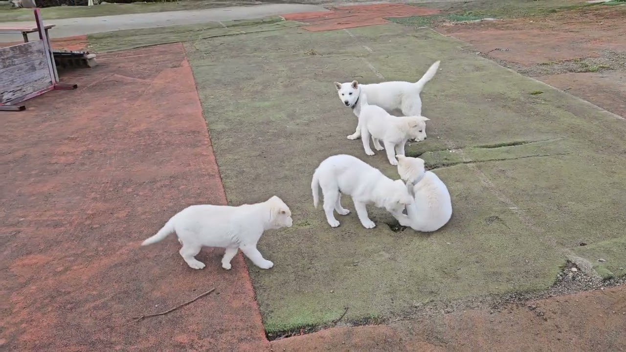 보배와 오남매 한바탕 놀고 들어왔네요