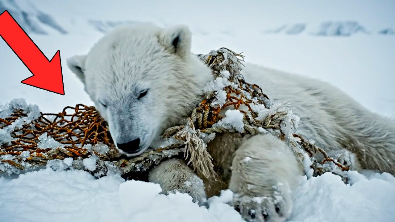 A Mother Polar Bear Called For Human Help To Rescue Her Cub From A Old Trapped Net