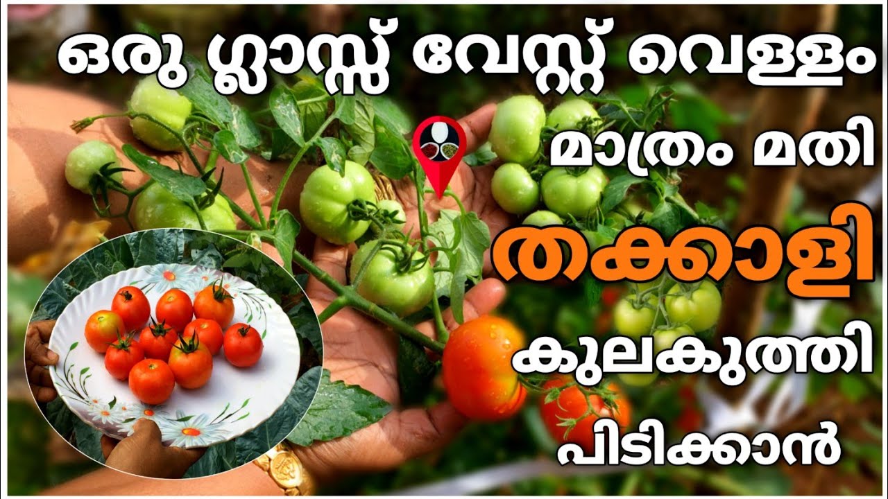 വേസ്റ്റ് വെള്ളം ഇനി തലവേദന ആകില്ല | Organic liquid fertilizer making | Prs krishi cultivation  tips