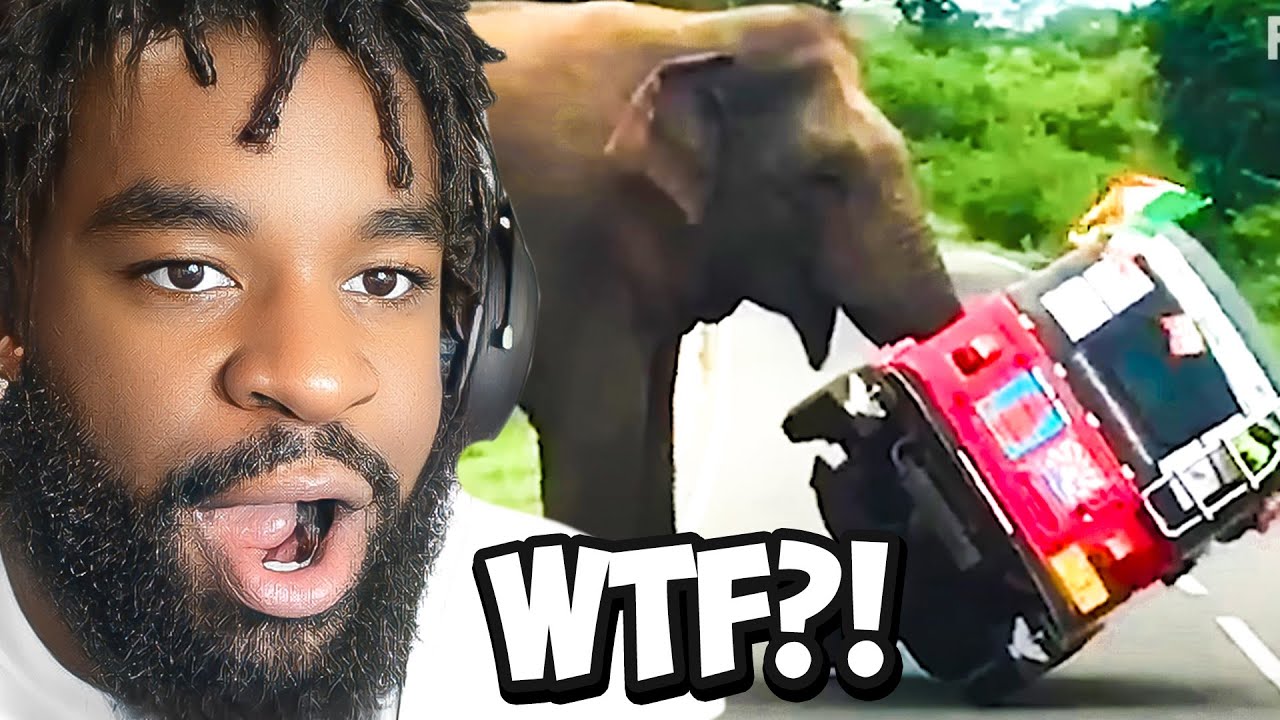 The CRAZIEST Animal Encounters EVER..