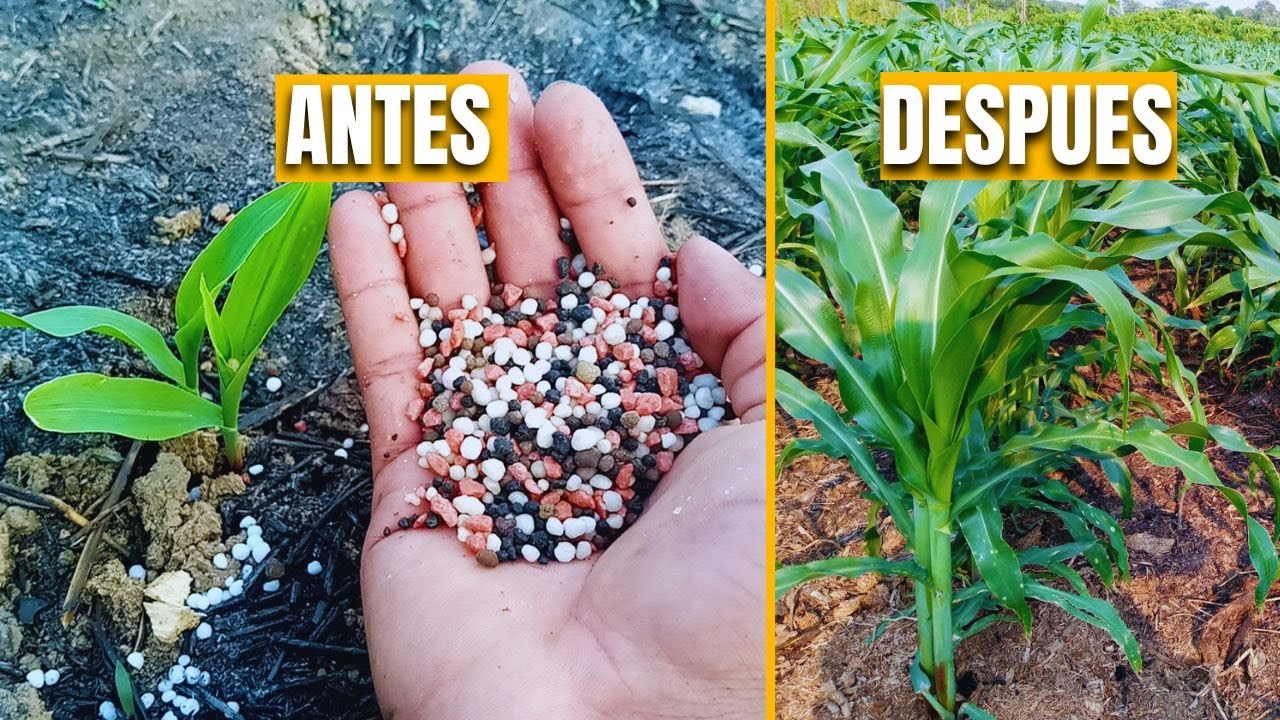 &iquest;Cu&aacute;ndo ABONAR el MA&Iacute;Z? Gu&iacute;a pr&aacute;ctica para maximizar tu cosecha