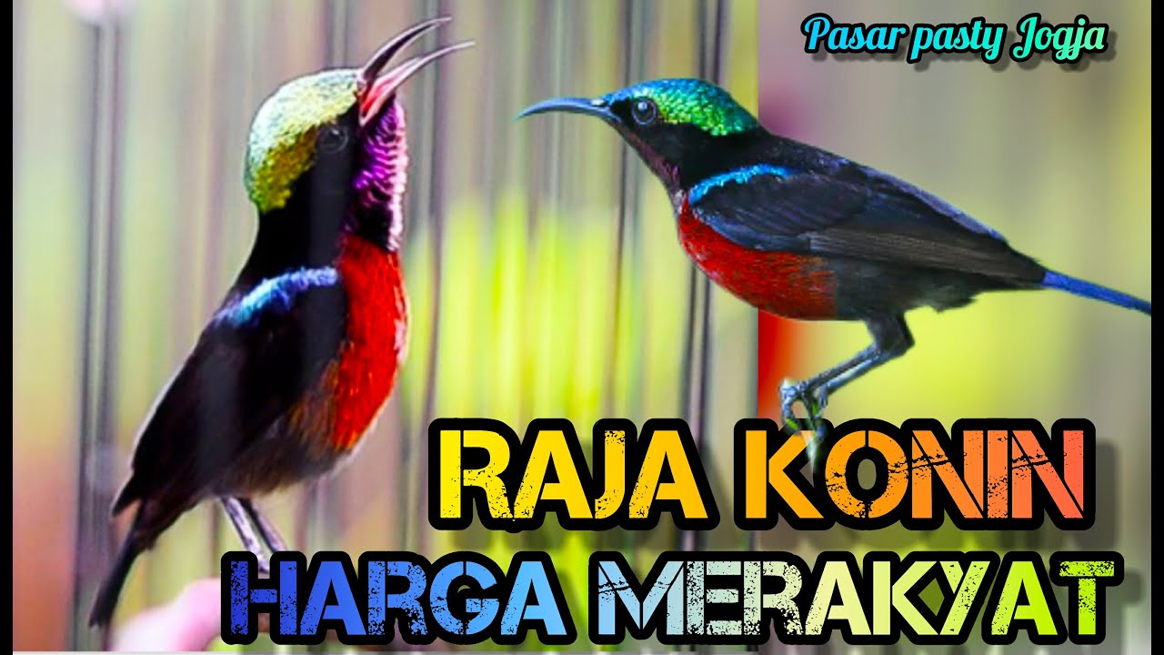 🔴 HARGA MURAH - KING KONIN JADI REBUTAN⁉️ REVIEW HARGA BURUNG DI PASAR PASTY JOGJA TERBARU 2022