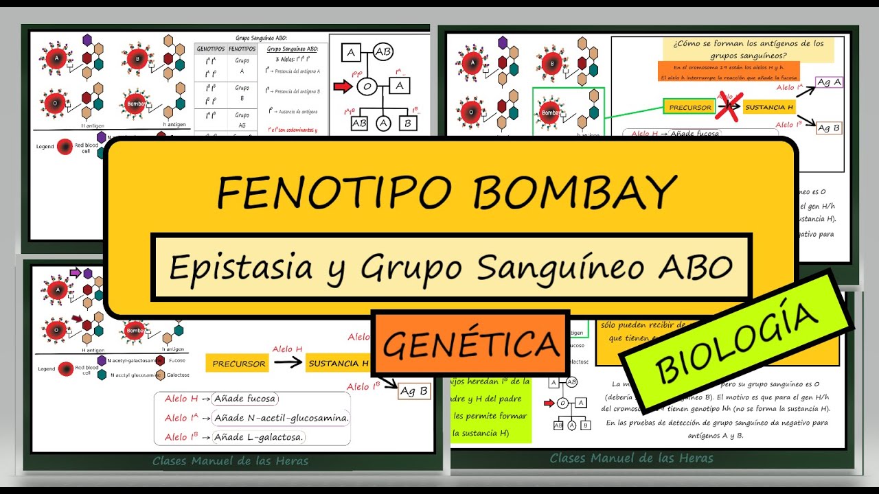 Qué es El Fenotipo Bombay?.  Epistasia y Alelos del Grupo Sanguíneo AB0. Genética.