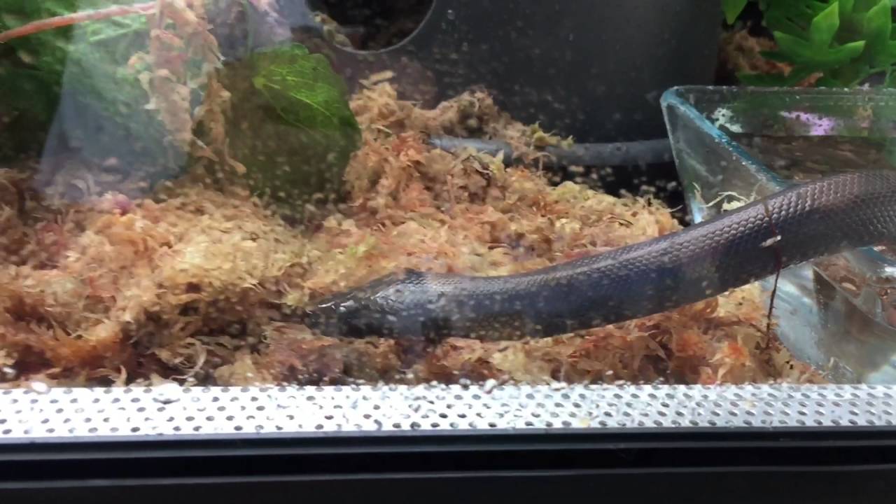 Bothrochilus boa