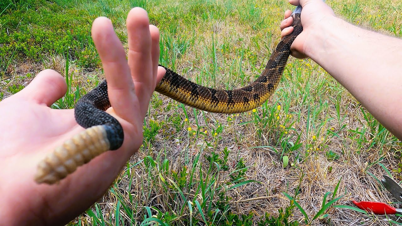 Catching Rattlesnakes in Pennsylvania!