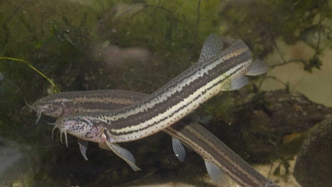 Réticsík - ez lett 2024 ben az „Év hala”