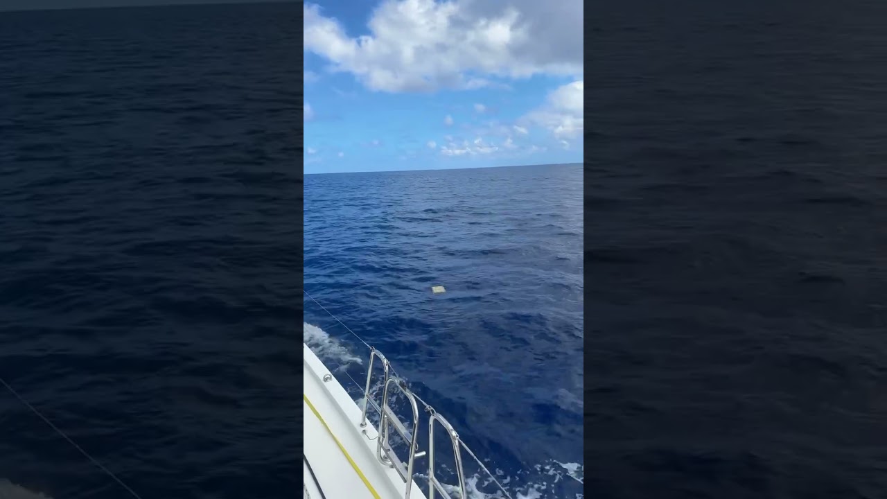 Square grouper or something else? 🤔 #narcos #squaregrouper #bahamas #fishing