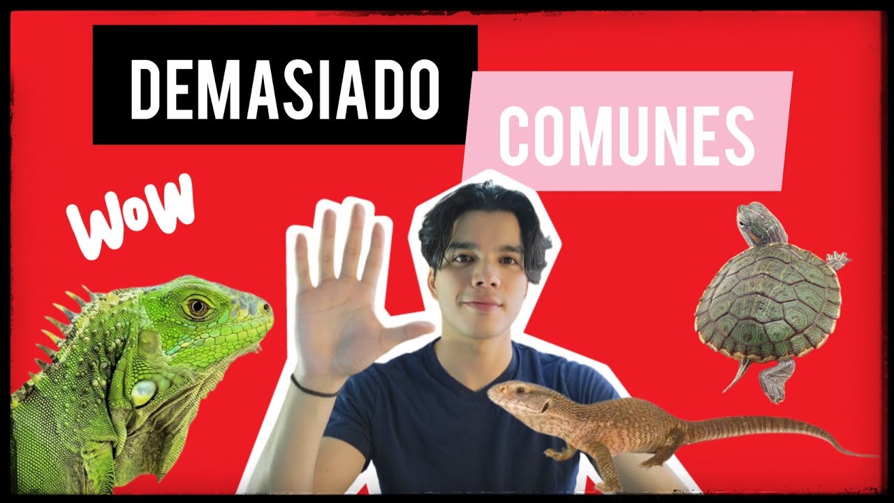 Top 5 reptiles muy comunes que son HORRIBLES MASCOTAS!!!