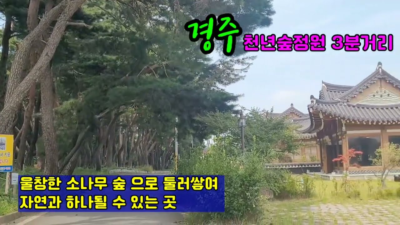 경주 천년숲 소나무펜션