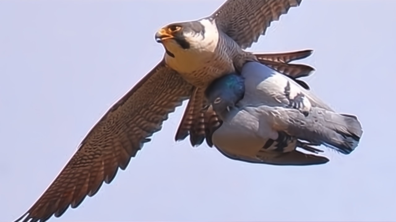 This is How the Fastest Bird on the Planet Fought World War 2