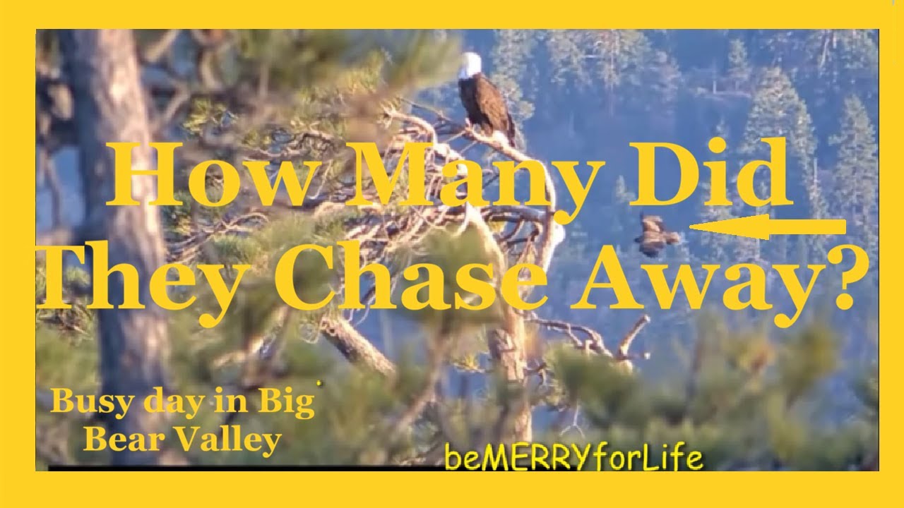 FOBBV Sunny 🐣Gizmo🐣 Traveler 🦅Jackie & Shadow 💜💛💜 🦅chase off all Interlopers 2 6 2026