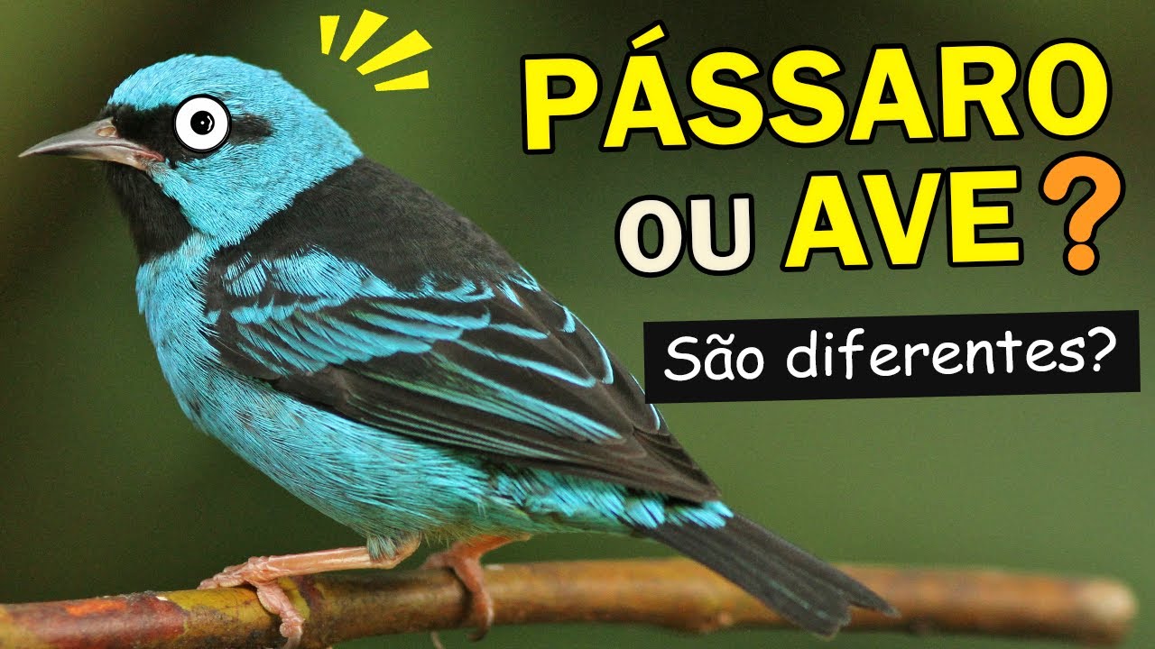 Qual a diferença entre AVE e PÁSSARO? | ORNITÓLOGO RESPONDE #9