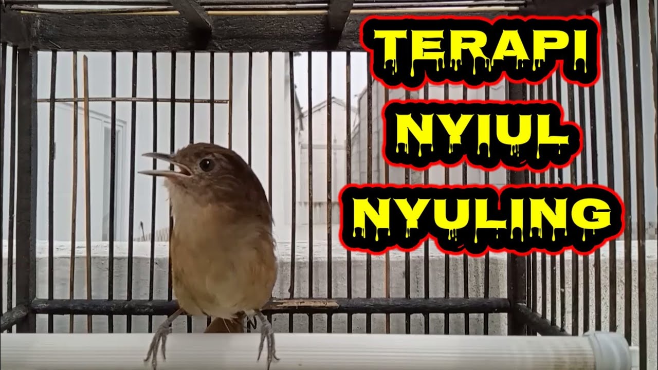 suaranya cocok untuk terapi nyiul nyuling biar rajin