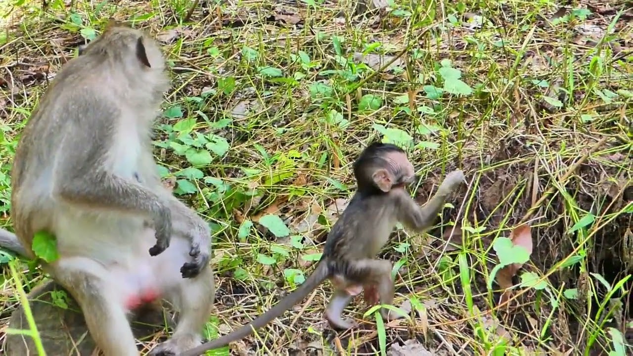 Very lovely smart little baby monkey playing