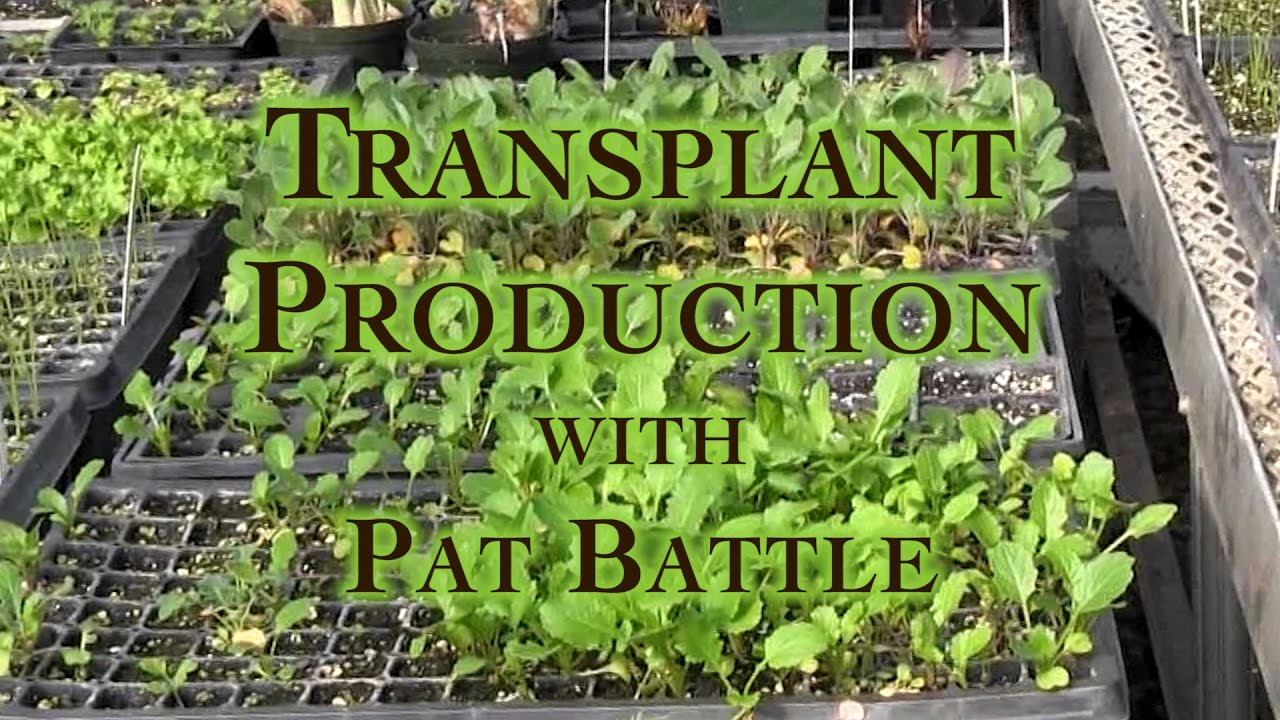 Transplant Production with Pat Battle