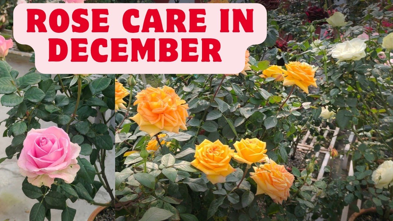 Complete Rose Plant Feeding guide | Care during full blooming | Feeding for Second flush