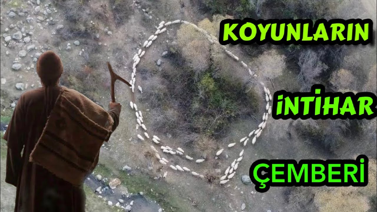 КРУГ СМЕРТИ !!! САМОУБИЙСТВЕННОЕ ВОЗВРАЩЕНИЕ ОВЦЫ