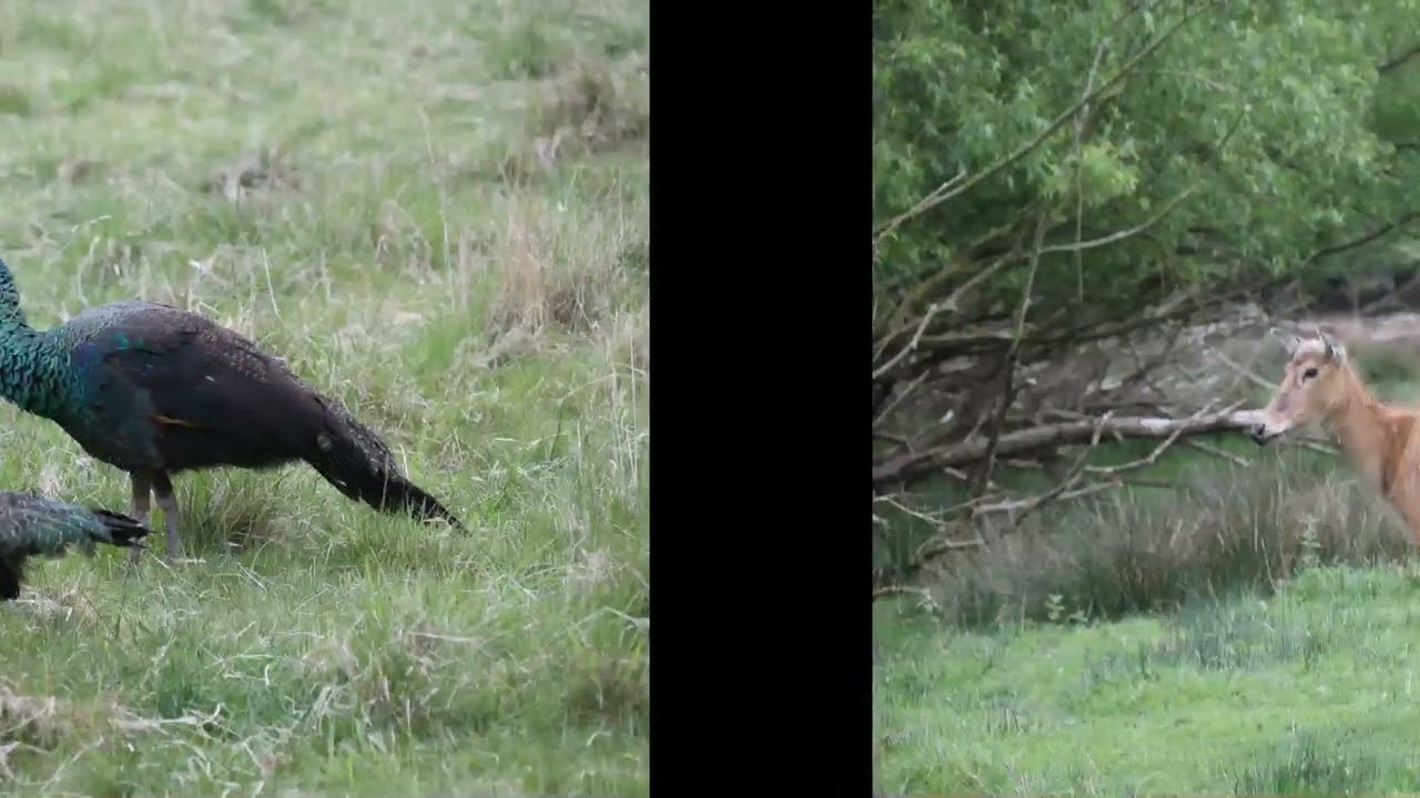 Watatunga Wildlife