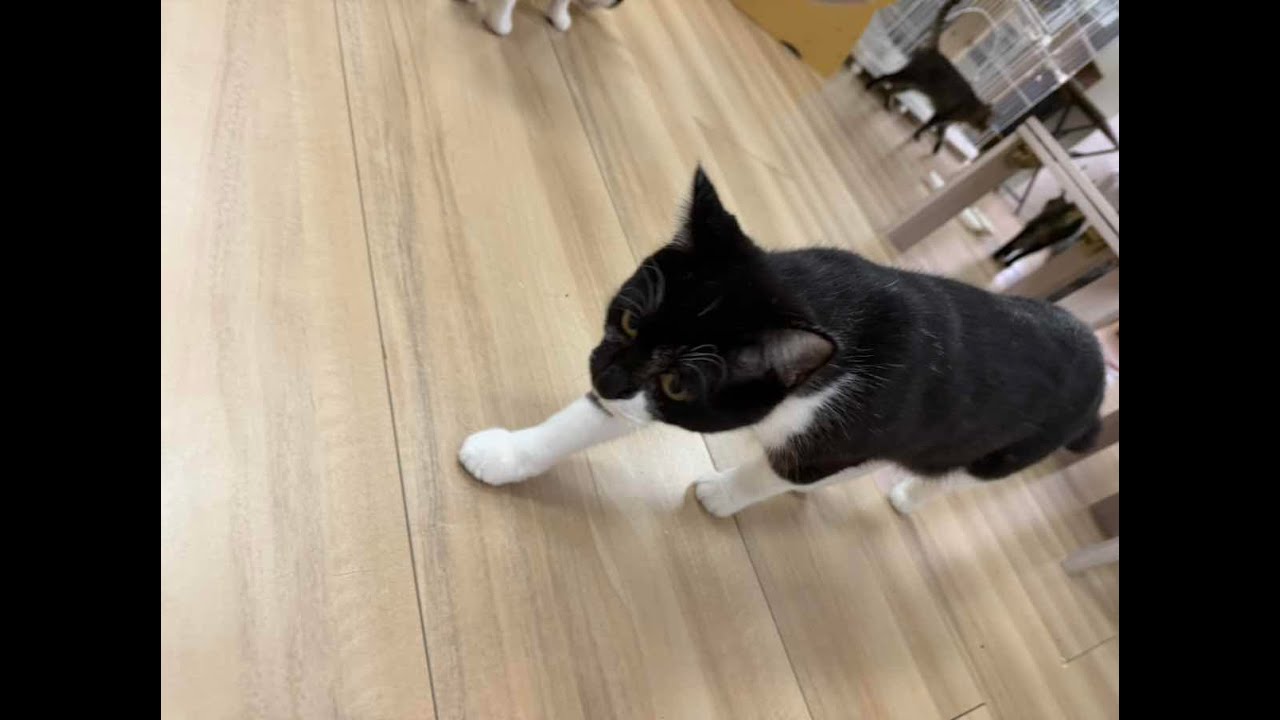 ねこオアシスオハナ　2026.2.7