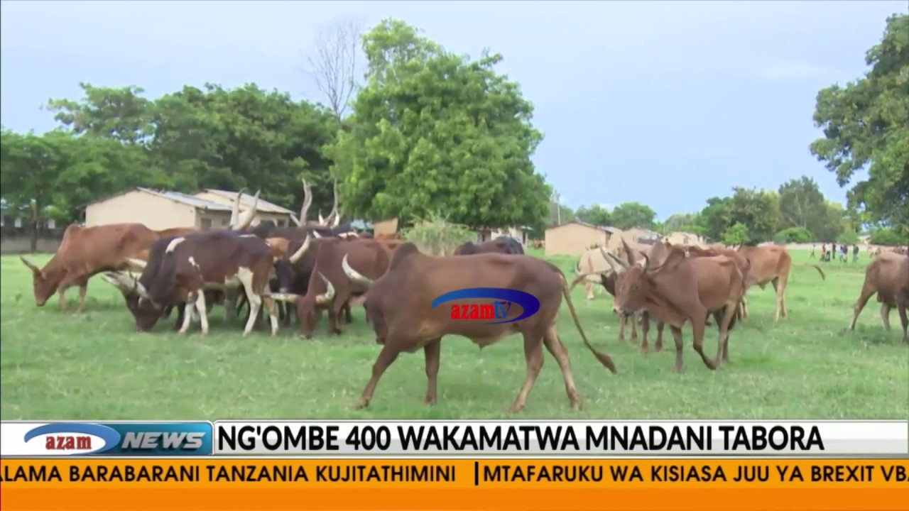 Ng'ombe 400 wakamatwa mnadani Tabora