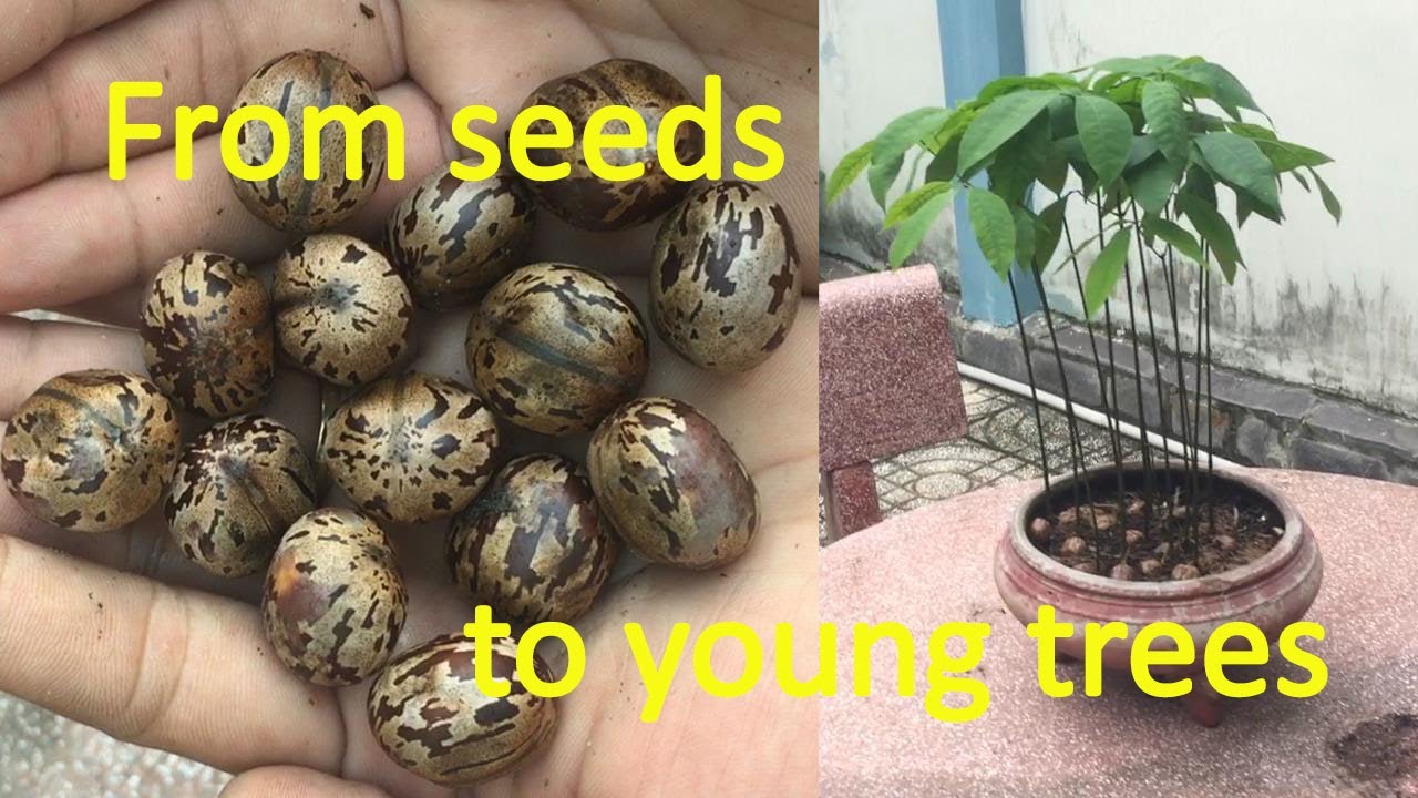 Using rubber seeds to make a beautiful indoor plant pot | lifeandlearn