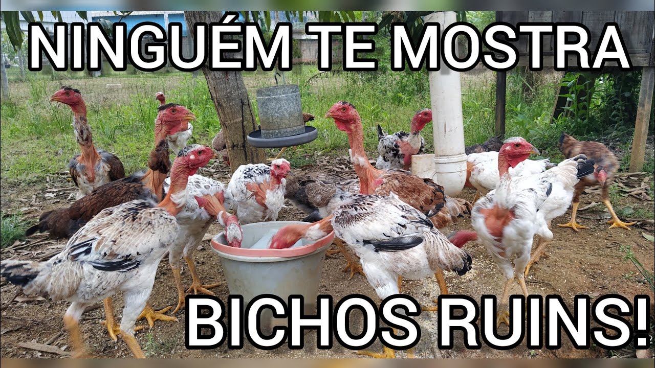 POLACO GIGANTE - NINGUÉM TE MOSTRA, MAS TODO CRIATÓRIO TEM BICHO RUIM!