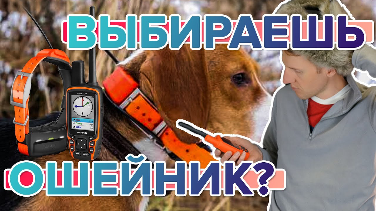 Что нужно знать начинающему охотнику, при покупке собачьего ошейника Garmin?