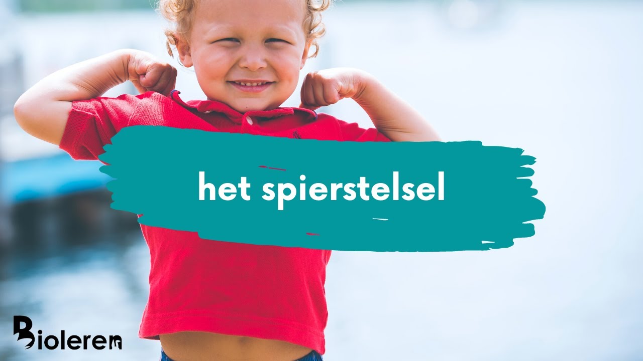 Bioleren - Het spierstelsel
