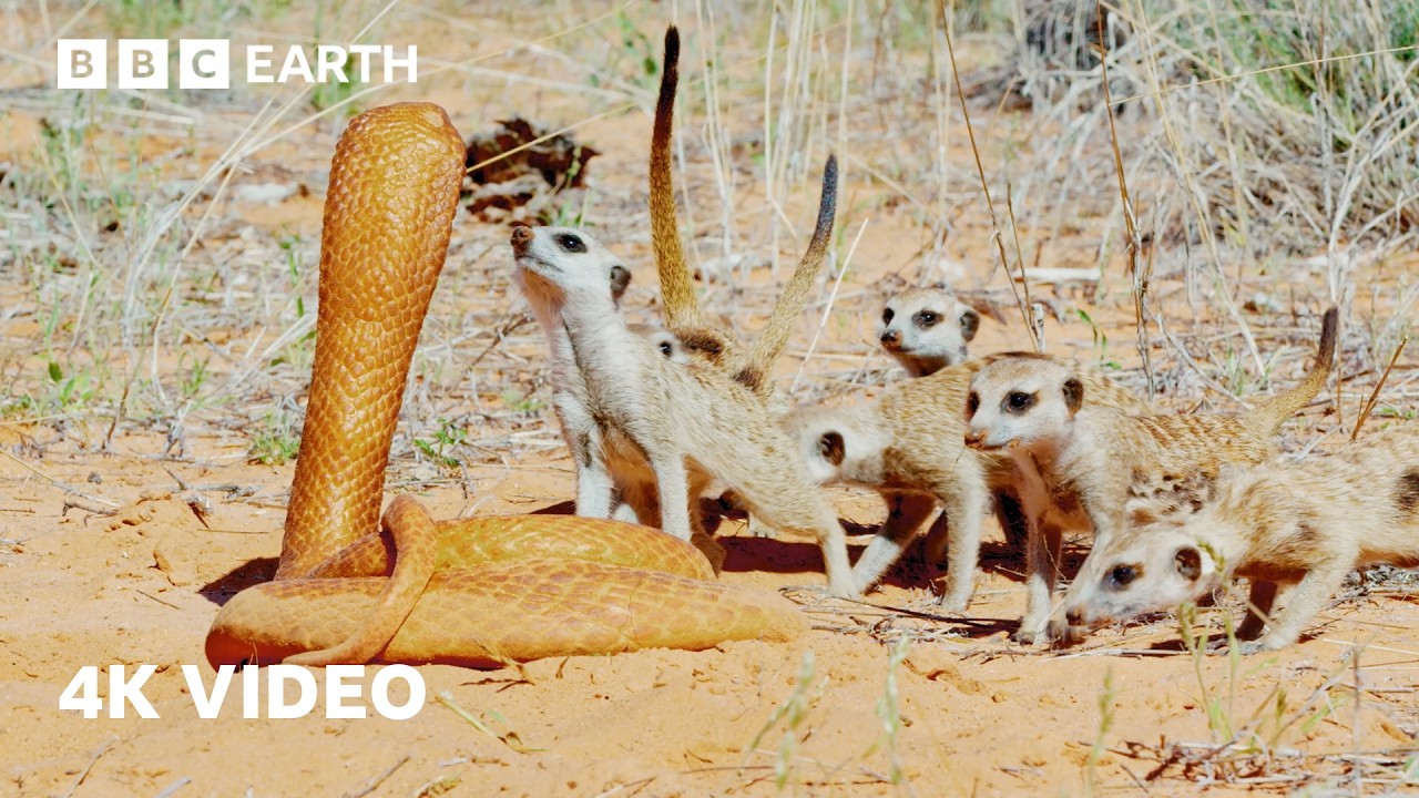 Meerkats vs Fake 