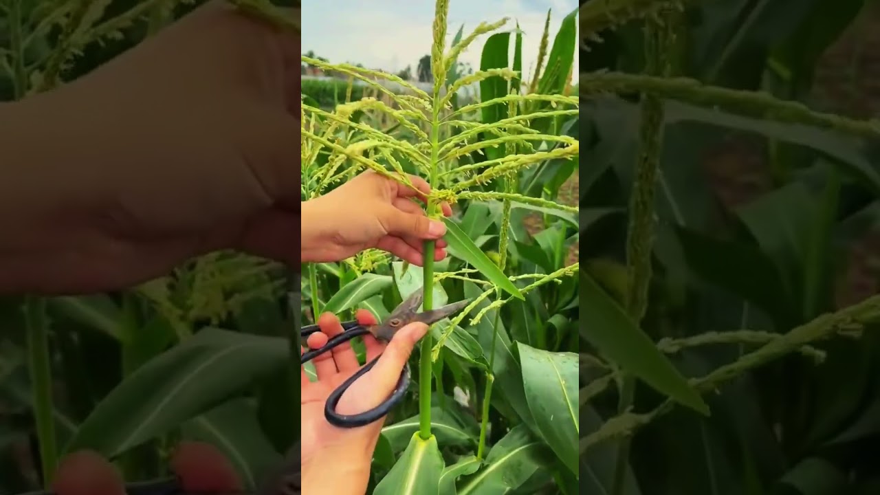 memotong bunga jagung untuk hasil panen maksimal #shorts