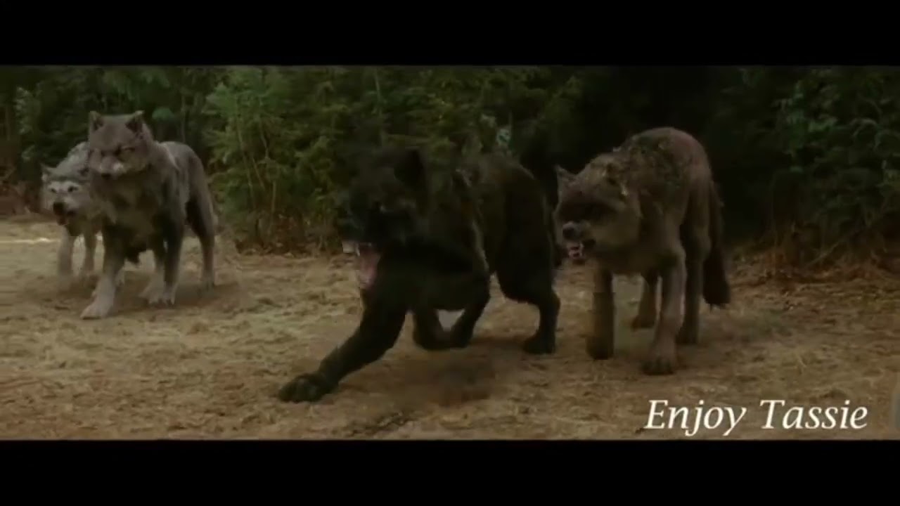 Twilight wolves music video you will see me