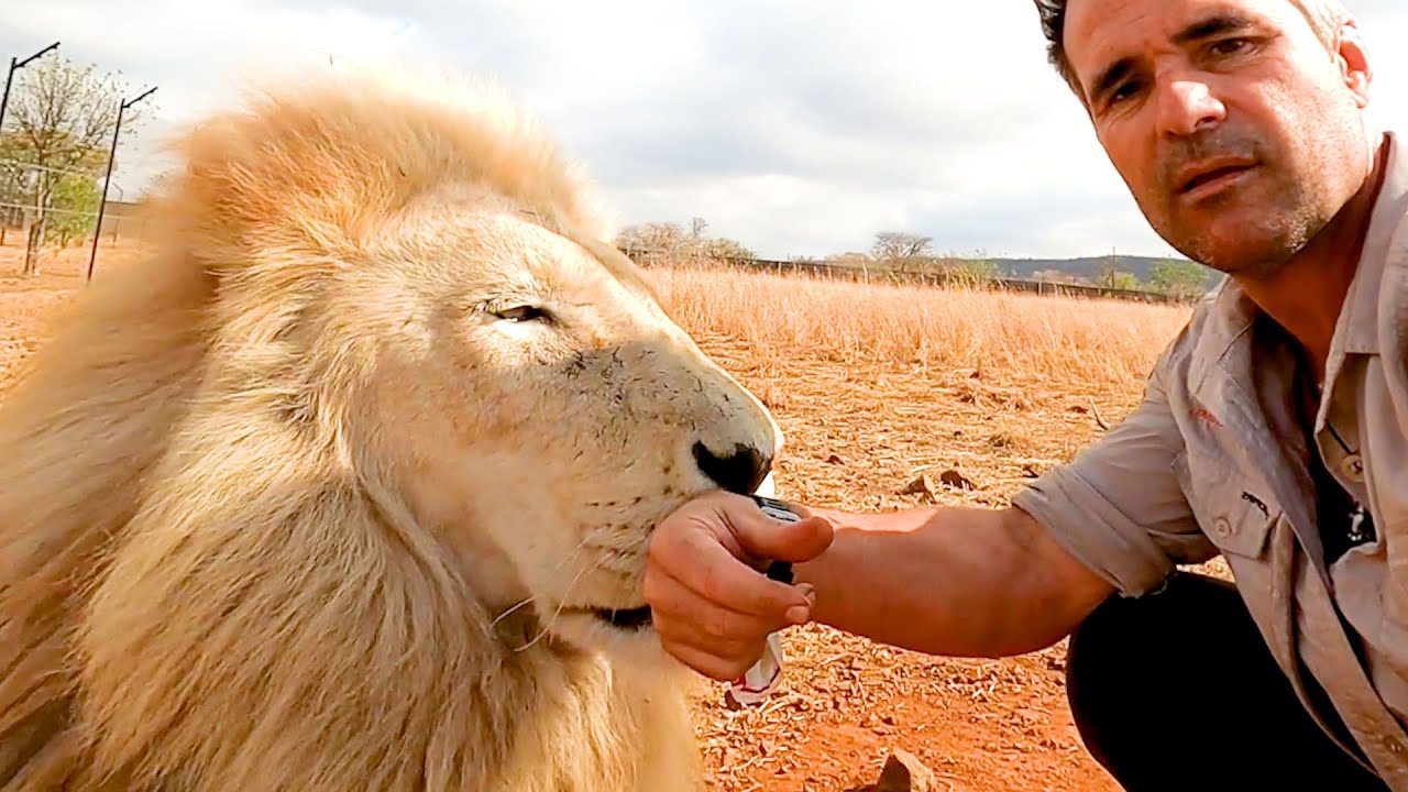 Are These BIG CATS Extinct? | The Lion Whisperer
