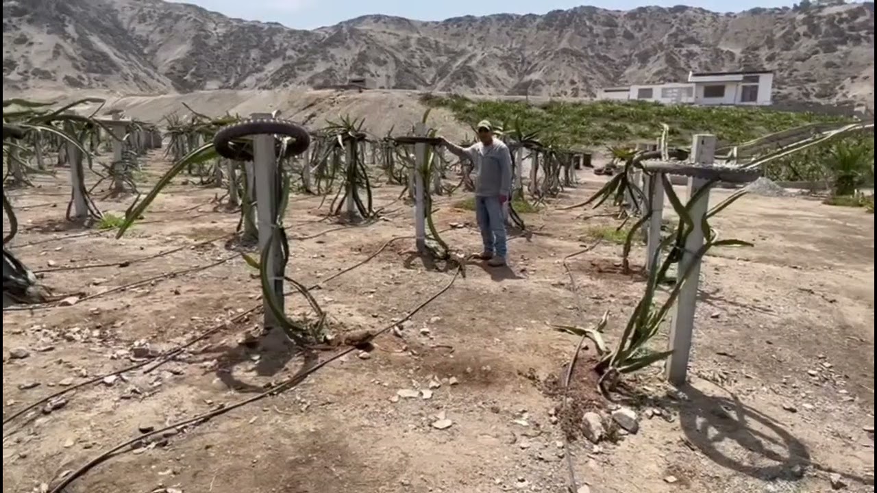 Nemátodos en Pitahaya 🐉🐉🐉